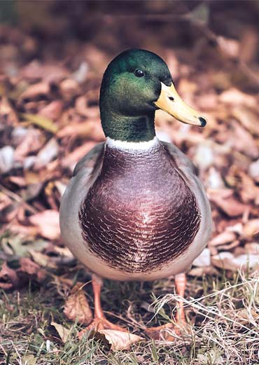 Brahimini Duck