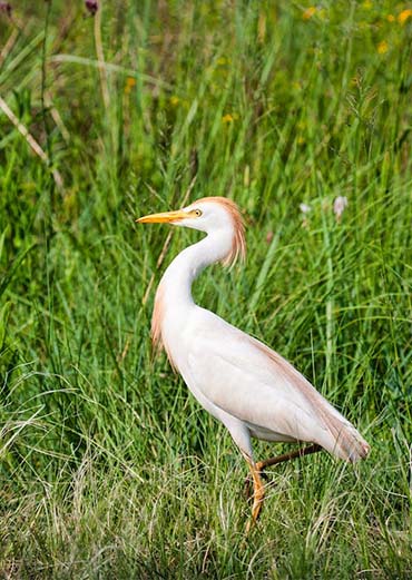 Littel Egret