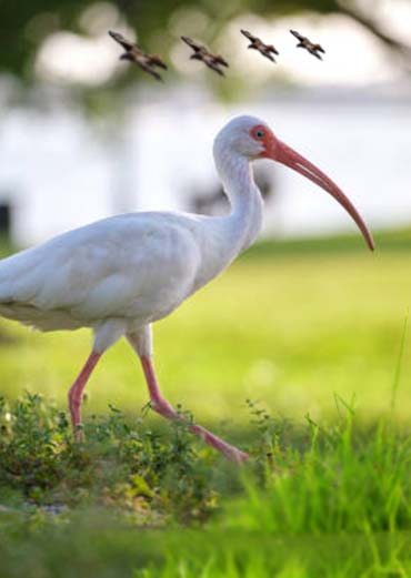White ibis
