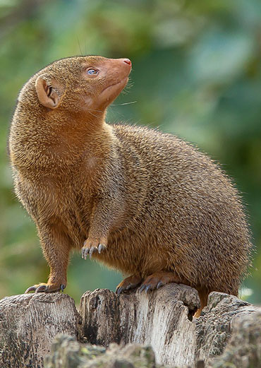Mongoose