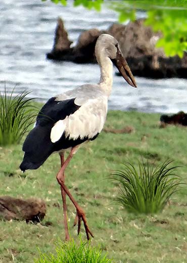 Asian Openbill