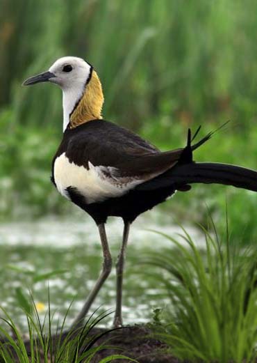 Pheasant-tailed