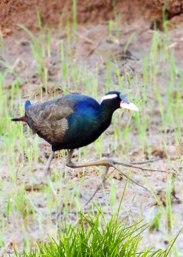 bronze-winged-Jacana