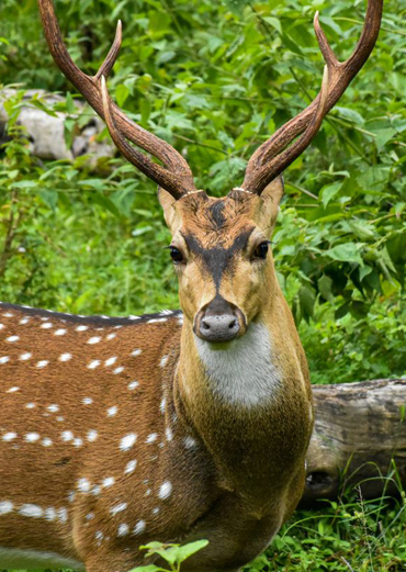 Cheetal