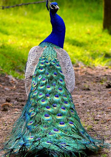 peocock