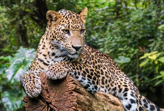 lucknow  Wildlife  image