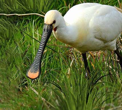 suhelwa Wildlife  image