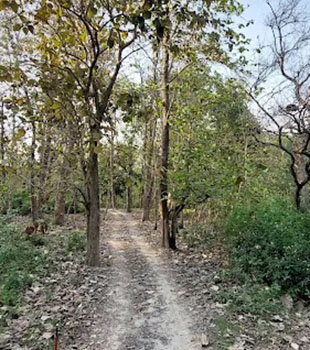 Nature Trails